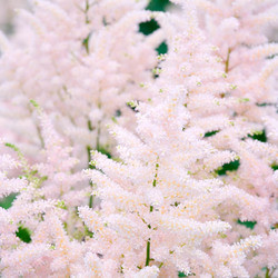 Astilbe 'Europa', Astilbe Japonica 'Europa', False Spirea 'Europa', False Goat's Beard 'Europa', Pink Astilbes,Pink flowers, flowers for shade